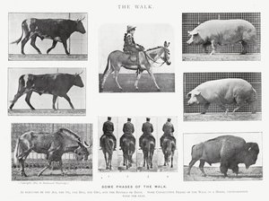 Eadweard Muybridge: El Paseo