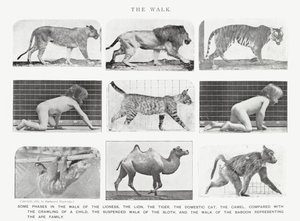 Eadweard Muybridge: El Paseo