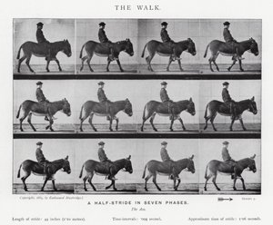 Eadweard Muybridge: El Paseo de Eadweard Muybridge
