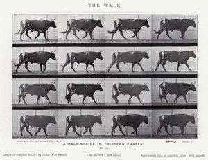 Eadweard Muybridge: El Paseo de Eadweard Muybridge