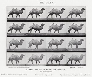 Eadweard Muybridge: El Paseo de Eadweard Muybridge