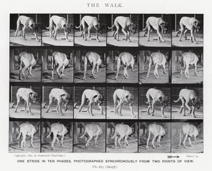 Eadweard Muybridge: El Paseo de Eadweard Muybridge
