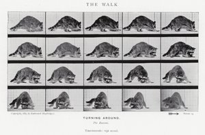 Eadweard Muybridge: El Paseo de Eadweard Muybridge