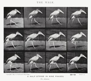 Eadweard Muybridge: El Paseo de Eadweard Muybridge