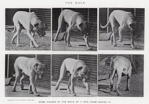 Eadweard Muybridge: El Paseo de Eadweard Muybridge