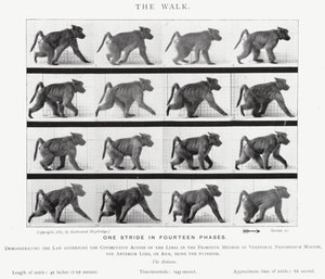 Eadweard Muybridge: El Paseo de Eadweard Muybridge
