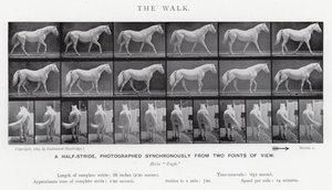 Eadweard Muybridge: La Caminata de Eadweard Muybridge