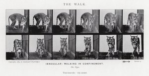 El Paseo de Eadweard Muybridge
