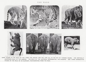 El Paseo de Eadweard Muybridge