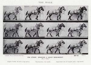 El Paseo de Eadweard Muybridge