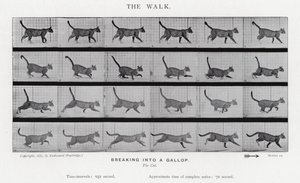 El Paseo de Eadweard Muybridge