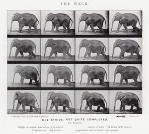 El Paseo de Eadweard Muybridge