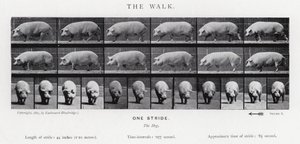 El Paseo de Eadweard Muybridge