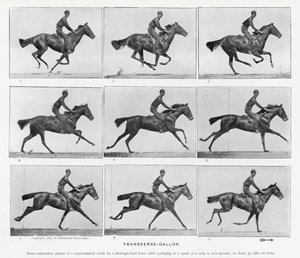 Eadweard Muybridge: Galope Transversal de Eadweard Muybridge