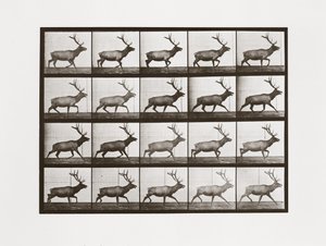 Alce, Placa 692 de Animal Locomotion de Eadweard Muybridge