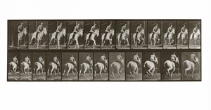Caballo galopando con jinete, Placa 635 de Animal Locomotion