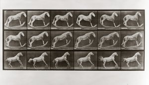 Caballo en mecedoras y caballo rodando un barril, Placa 649 de Animal Locomotion de Eadweard Muybridge