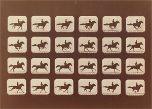Caballos. Corriendo. Phyrne L. No. 40