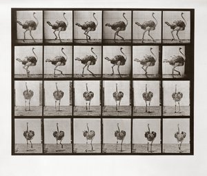 Avestruz corriendo, Placa 772 de Animal Locomotion de Eadweard Muybridge