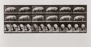 Cerdo caminando, Placa 673 de Animal Locomotion de Eadweard Muybridge