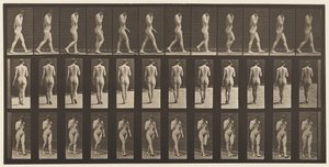Placa 14. Caminando, mano derecha en la barbilla, 1872-1885 de Eadweard Muybridge