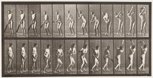 Placa 291. Críquet; bateando; drive, 1885 de Eadweard Muybridge