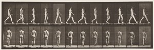 Placa 2. Caminando de Eadweard Muybridge