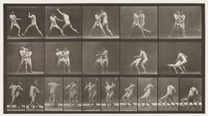 Placa 331. Boxeo; parada para cruzar los brazos de Eadweard Muybridge