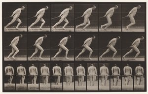 Placa 392. Arrastrando un rodillo de jardín de Eadweard Muybridge