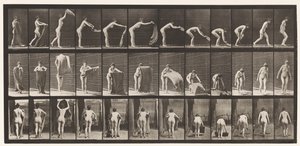 Placa 439. Extendiendo una alfombra en el suelo, 1872-1885 de Eadweard Muybridge