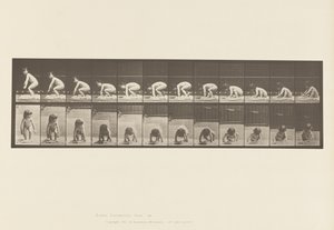 Placa 479. Niño, Levantándose del Suelo de Eadweard Muybridge
