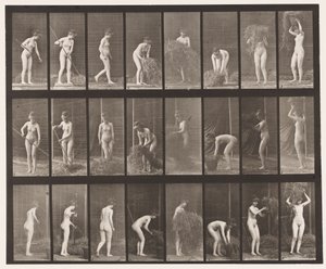 Placa 499. Rastrillando y empacando heno, 1872-1885 de Eadweard Muybridge