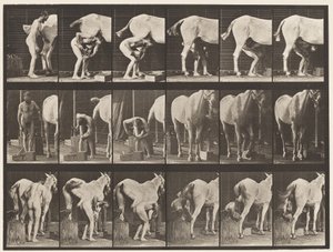 Placa 509. Herrando un caballo de Eadweard Muybridge