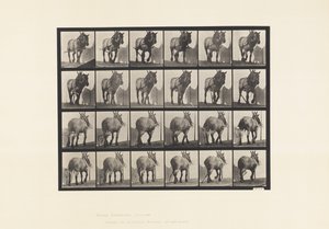 Placa 564. Arrastre; Cadena de Tronco Rota; Caballo Belga Gris Oscuro Dusel de Eadweard Muybridge