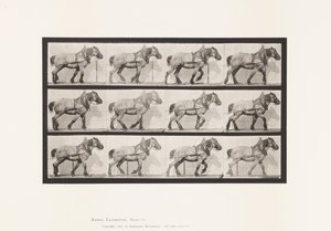 Placa 565. Arrastre; Caballo Belga Gris Oscuro Dusel
