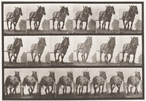 Placa 566. Tirando; caballo belga gris oscuro Dusel, 1885