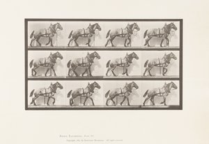 Placa 567. Arrastrando; caballo belga gris oscuro Billy, 1885