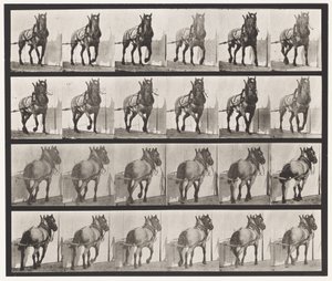 Placa 568. Tirando; Caballo Belga Gris Oscuro Billy