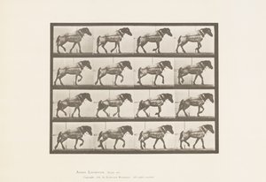Placa 569. Tirando; caballo belga gris oscuro Hansel, 1885 de Eadweard Muybridge
