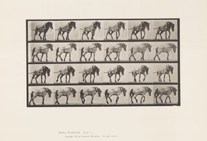 Placa 570. Tirando; caballo belga gris oscuro Hansel