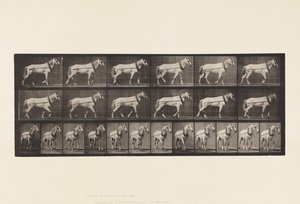 Placa 571. Tirando; yegua gris claro Johnson de Eadweard Muybridge