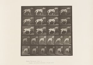 Placa 572. Arrastrando; cabeza siendo tirada; yegua gris claro, 1885 de Eadweard Muybridge