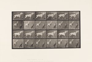 Placa 573. Arrastrando; hombre tirando de la cabeza; yegua gris claro de Eadweard Muybridge
