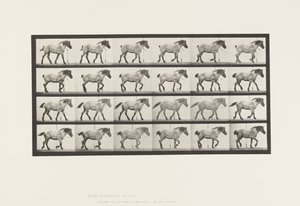 Placa 574. Caminando; Libre; Caballo belga gris oscuro Hansel, 1885 de Eadweard Muybridge