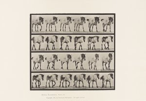 Placa 575. Caminando; libre; caballo belga gris oscuro Hansel de Eadweard Muybridge
