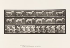 Placa 576. Caminando; Libre; Caballo Gris Claro Eagle de Eadweard Muybridge