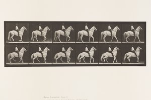 Placa 577. Caminando; silla; irregular; caballo blanco Clinton de Eadweard Muybridge