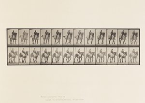 Placa 578. Caminando; Sin Silla; Caballo Belga Gris Oscuro Dusel de Eadweard Muybridge