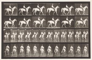 Placa 579. Caminando; silla de montar; caballo blanco Elberon, 1885
