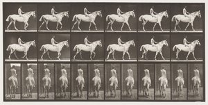 Placa 581. Caminando; a pelo; jinete, 43, desnudo; caballo gris claro Smith, 1885 de Eadweard Muybridge
